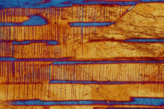 Papyrus am Nil